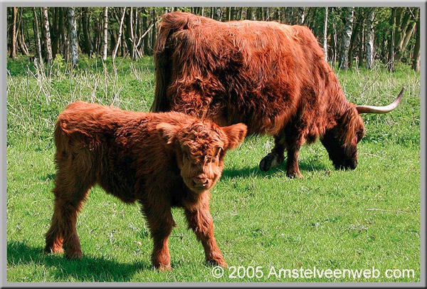 Amstelveen