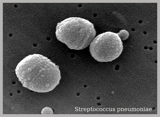Streptococcus Amstelveen