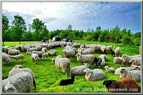 schapen Amstelveen