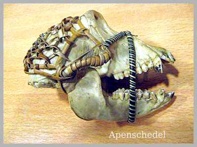 apenschedel  Amstelveen