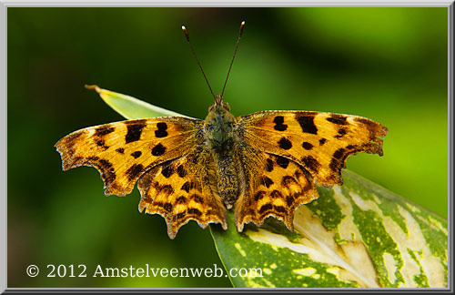 vlinder Amstelveen