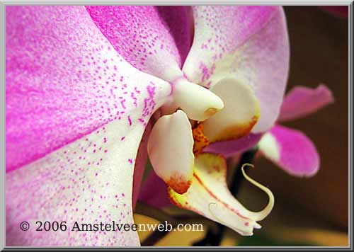 orchidee Amstelveen