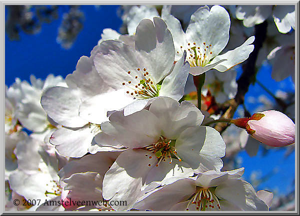 Cherry blossom  Amstelveen