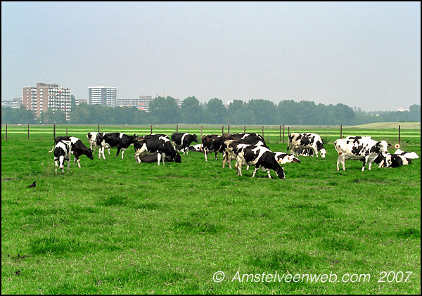 Koeien  Amstelveen