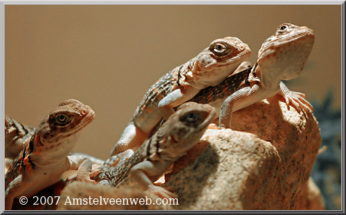 Reptiel Amstelveenweb
