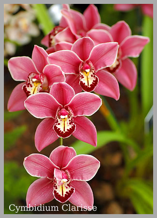 Orchidee Amstelveen