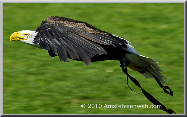 Elsenhove roofvogel Amstelveen