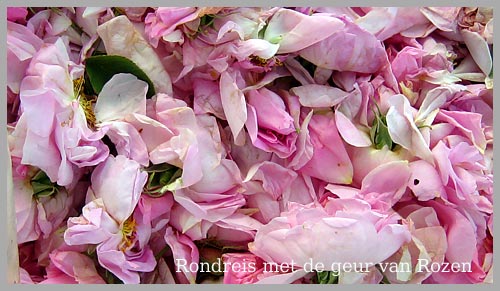 rozen Amstelveen