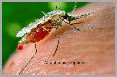malariamug Amstelveen